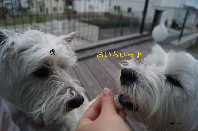 BlogPaint