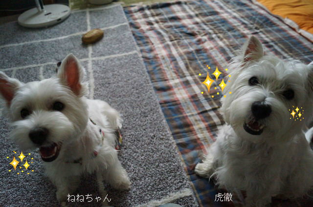 BlogPaint