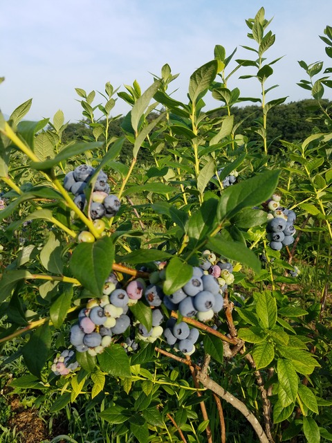 20180703_061432