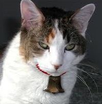Bell the cat 未熟者のこーて