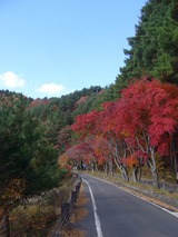 紅葉1