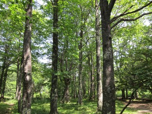 湯の湖の深緑