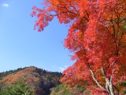 紅葉2