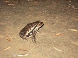 かえる