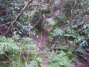 RIMG0278