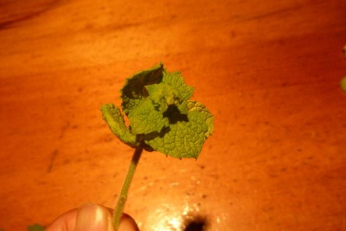 applemint