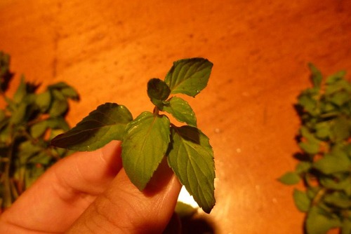 peppermint