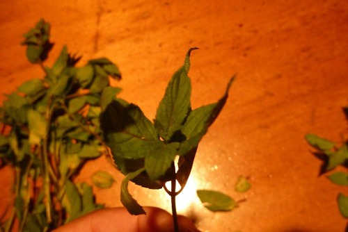 spearmint