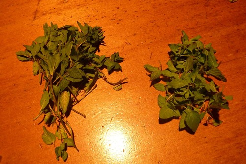 mint1