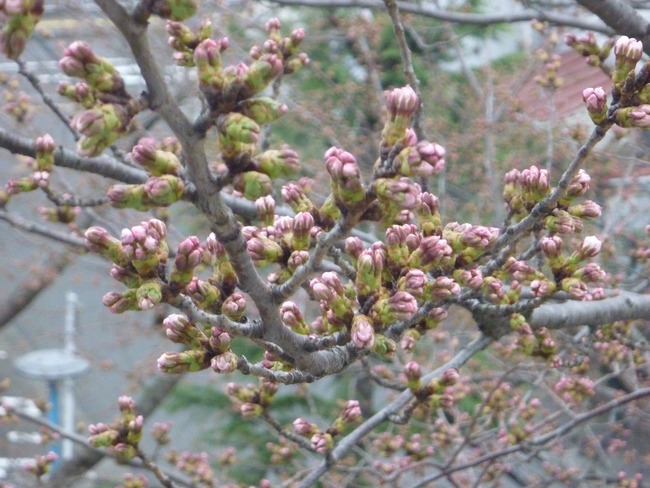 sakura4.6