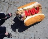 HOTDOG¡ª