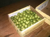 key lime