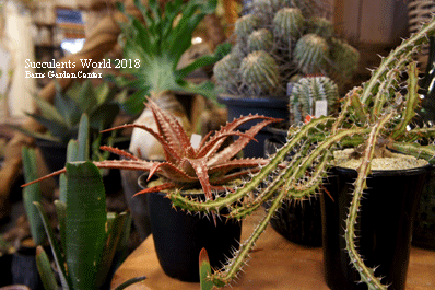 2018021002