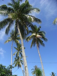 RIMG0835