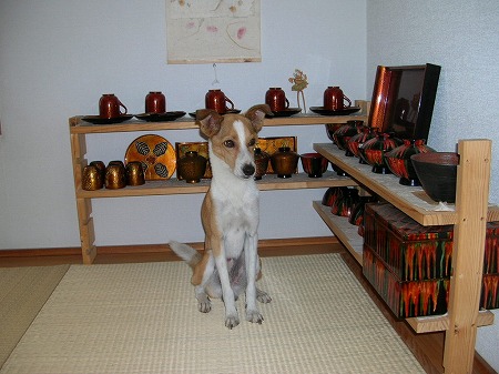 漆グッズとうちの犬!