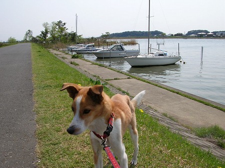 ボートに乗せたかったな、うちの犬。