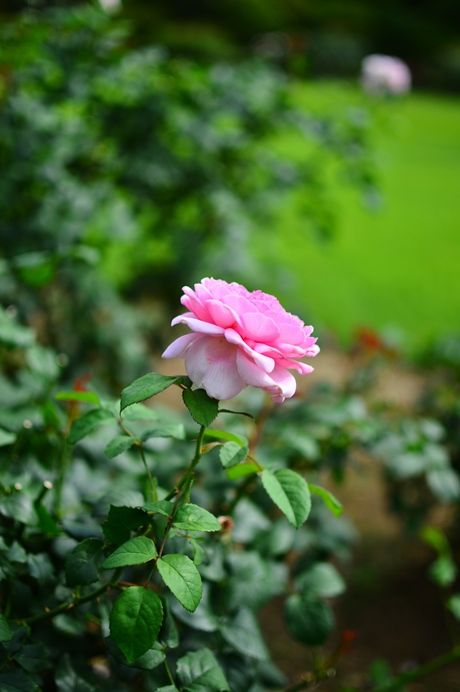 DSC_5006