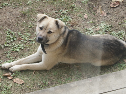 PC016809
