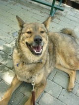 tyson2