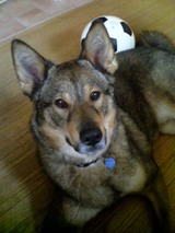 tyson1