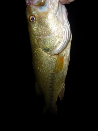 P1020419