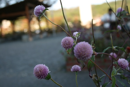 花2