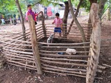 Pig Breeding