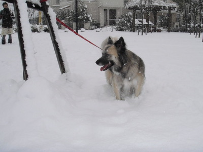 120229大雪 (4)