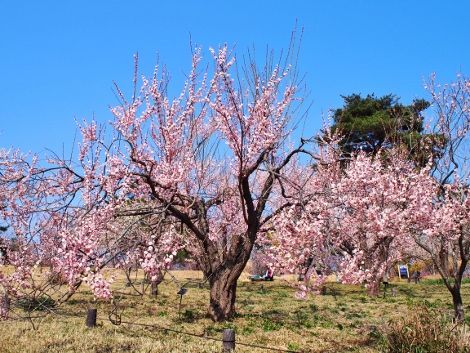 8 (8) (470x353)
