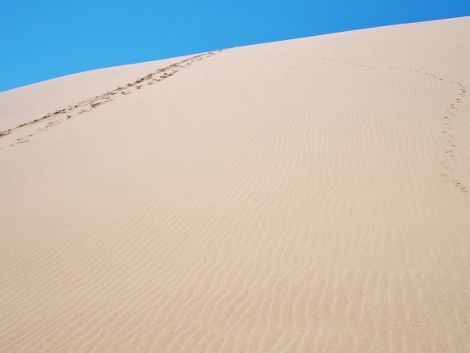 P5182041 (470x353)