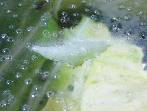 P1080862