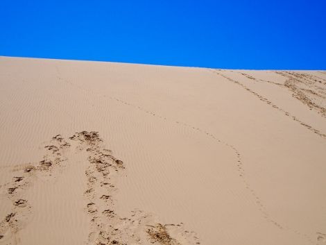 P5182083 (470x353)