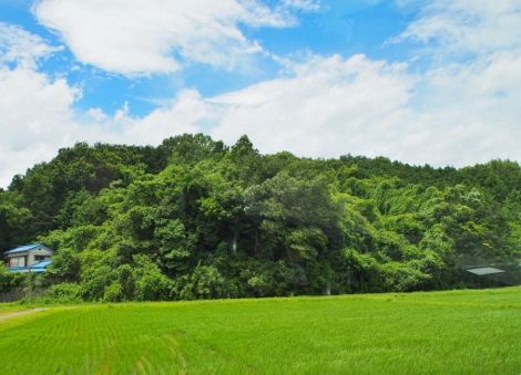 3 (5) (470x339)