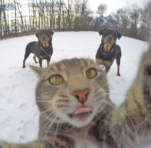 Gato-y-selfies-foto-7