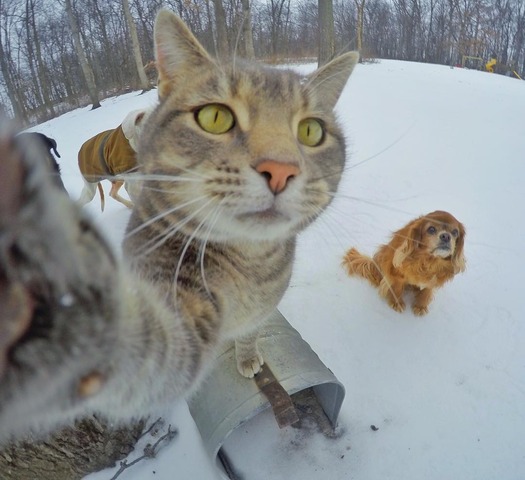 GATO-QUE-SE-TOMA-SELFIES-1