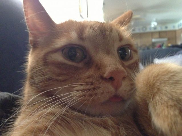 df640671eff56d0b8c198dfca8929afc--cat-selfie-selfies