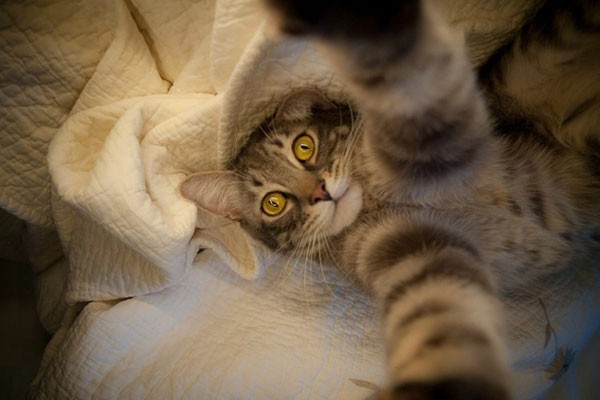 La-foto-de-este-gato-descansando-600x400