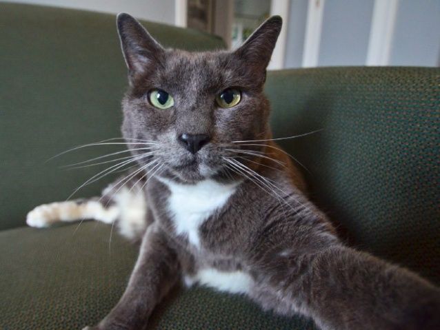 4d56f92a063d5d501b9dea856c8b74d9--cat-selfie-selfies