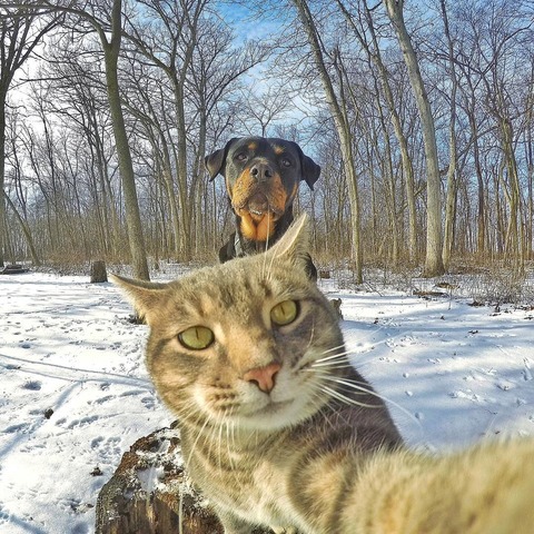 GATO-QUE-SE-TOMA-SELFIES-8