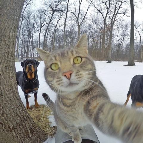 GATO-QUE-SE-TOMA-SELFIES-7