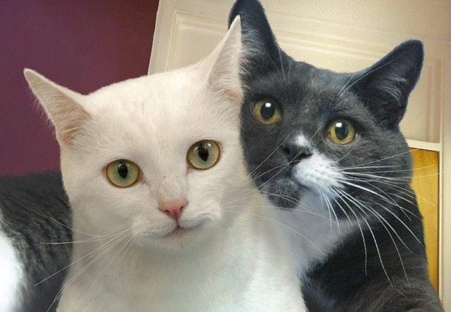 cuando-no-estas-en-casa-tu-gato-se-toma-selfies5