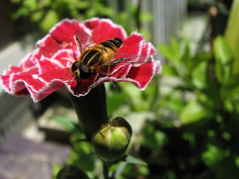 IMG_4277b