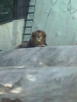 zoo