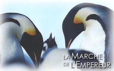 皇帝ペンギン親子の風景