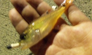 PAP_0090