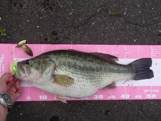 sosai50up