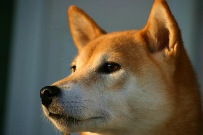shiba-inu-san