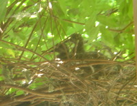hato110622