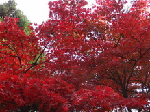 koyo111118