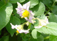 jagaimo